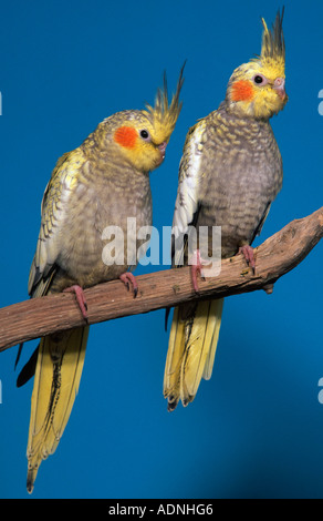 Young Cockatiels (Nymphicus hollandicus) Stock Photo