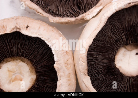 Undersides of three large flat mushrooms showing gills and stem Stock Photo