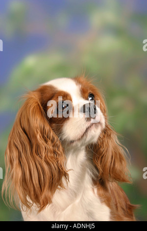 Cavalier King Charles Spaniel, Blenheim Stock Photo