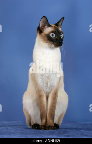 Classic Siamese Cat, seal-point Stock Photo