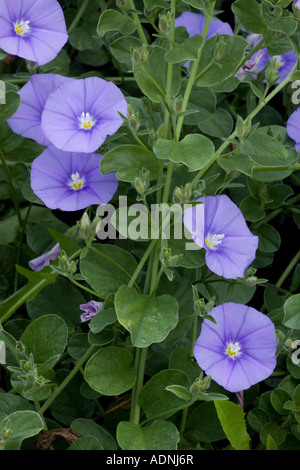 A blue bindweed from S Europe and N Africa Convolvulus sabatius Italy Stock Photo