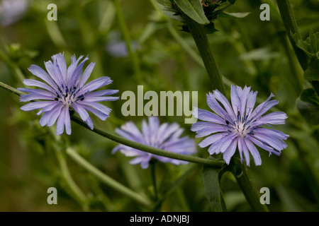 Endive, also known as escarole or chicory, Cichorium endivia In flower Cultivated crop Stock Photo