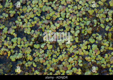 Greater Duckweed Spirodela polyrhiza Lemna on pond surface Hants Stock Photo
