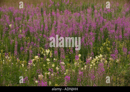 Mass of rose bay willow herb Chamerion angustifolium Chamaenerion in flower in old pasture Also known as fireweed Sweden Stock Photo