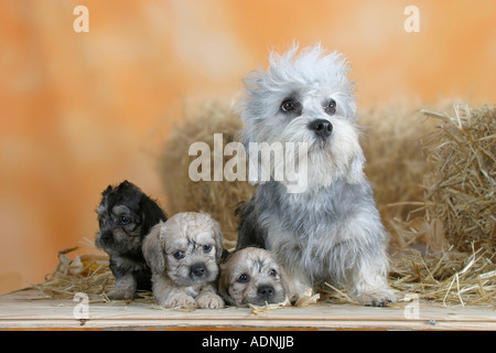 Dandie Dinmont Terrier with puppies, 6 weeks Stock Photo