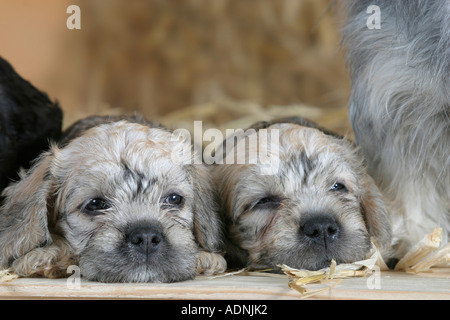 Dandie Dinmont Terrier, puppies, 6 weeks Stock Photo