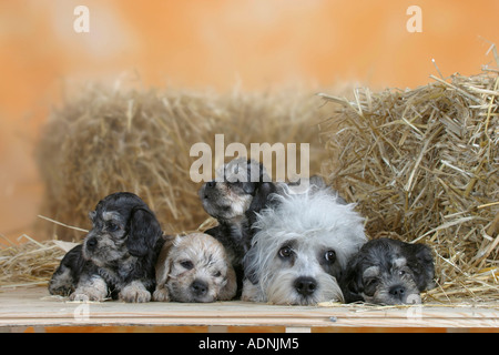 Dandie Dinmont Terrier with puppies, 6 weeks Stock Photo