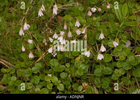 Twinflower Linnaea borealis in flower Very rare in Scotland Stock Photo