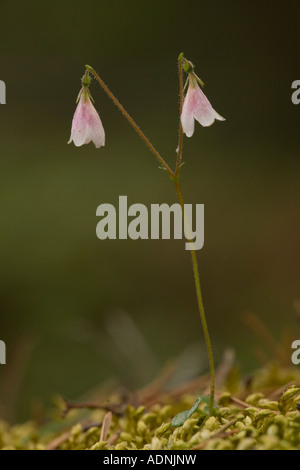 Twinflower (Linnaea borealis) in flower, close-up. Very rare in Scotland Stock Photo