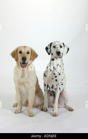 Dalmatian and Golden Retriever Stock Photo