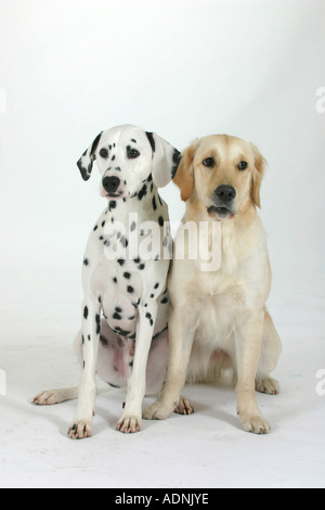 Dalmatian and Golden Retriever Stock Photo