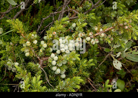 Alpine version of common juniper Juniperus communis var. saxatilis with berries Norway Stock Photo