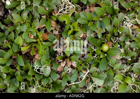 Arctic bearberry, Arctostaphylos alpinus, Arctous alpinus, with fruit Scotland
