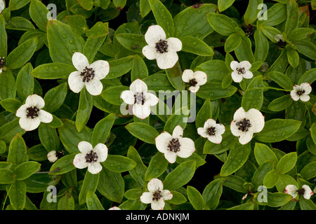 Dwarf cornel Cornus suecica Chamaepericlymenum suecicum in flower Rare in UK Scotland Stock Photo