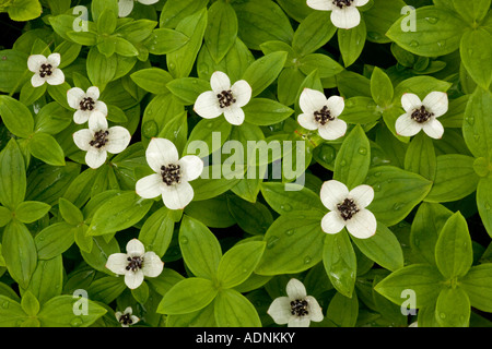 Dwarf cornel, Cornus suecica, Chamaepericlymenum suecicum, in flower Scotland Stock Photo
