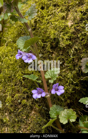 Ground ivy on mossy trunk Nepeta glechoma, Glechoma hederacea Stock Photo