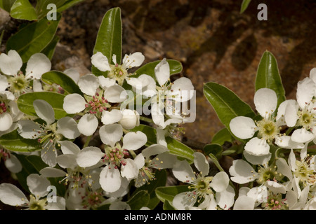 Wild pear blossom, Pyrus communis Europe Stock Photo