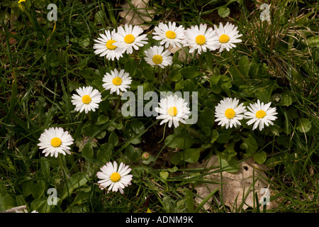 Common daisy, Bellis perennis Widespread lawn weed Stock Photo