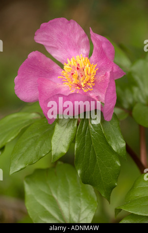 Wild paeony (Paeonia mascula) in flower, close-up, Italy, Europe Stock Photo