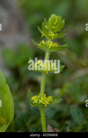 Crosswort Cruciata laevipes in flower Stock Photo