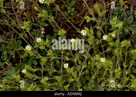 Thyme leaved sandwort, Arenaria serpyllifolia ssp serpyllifolia, Common in UK Stock Photo