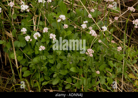 Marsh valerian, Valeriana dioica, rare in UK Stock Photo