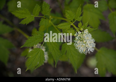 Baneberry or herb christopher Actaea spicata Rare on limestone in north England Stock Photo
