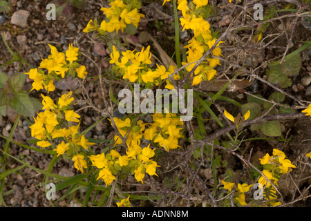 Petty whin, Genista anglica Uncommon and declining in UK Stock Photo