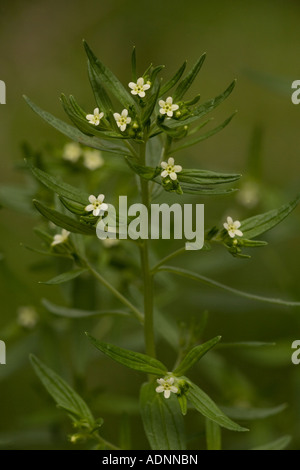 Common Gromwell, Lithospermum officinale, Uncommon in UK Stock Photo