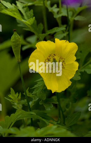 Welsh poppy (Meconopsis cambrica) flower and fruit, close-up, Lake District, England, UK Stock Photo