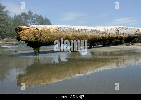 Big old log at the sandy beach of the Pacific coast inside Pacific Rim National Park near Tofino on Vancouver Island Stock Photo