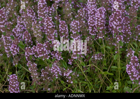 Large thyme, Thymus pulegioides Rare in UK Stock Photo