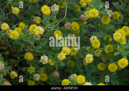 Hop trefoil, Trifolium campestre, Common in UK Stock Photo