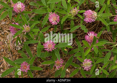 Zig zag clover, Trifolium medium, Dorset Stock Photo