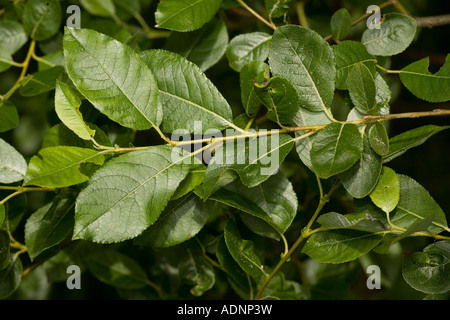 Bay willow, Salix pentandra, Scotland Stock Photo
