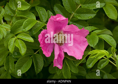 Japanese rose, Rosa rugosa in flower Garden Stock Photo