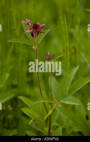 Marsh cinquefoil Potentilla palustris growing on bog surface in flower Scotland Stock Photo