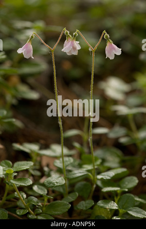 Twinflower Linnaea borealis in flower Very rare in Scotland Stock Photo