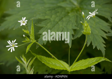Wood stitchwort (Stellaria nemorum) in flower, close-up Stock Photo