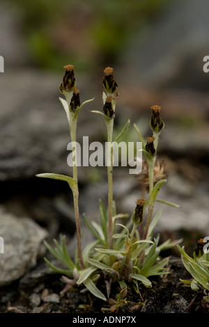 Dwarf cudweed (Omalotheca supina) in flower, close-up. Uncommon in Scotland Stock Photo