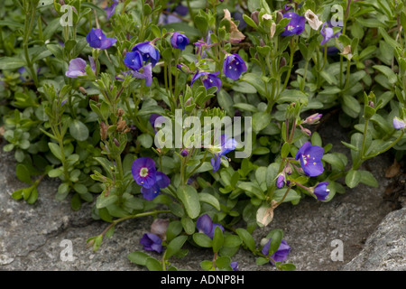 Rock speedwell, Veronica fruticans in flower Sweden Very rare UK plant Stock Photo