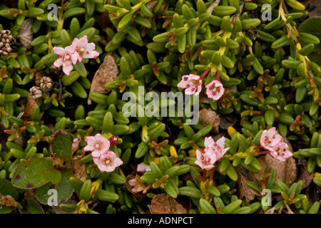 Trailing azalea Loiseleuria procumbens Norway Stock Photo