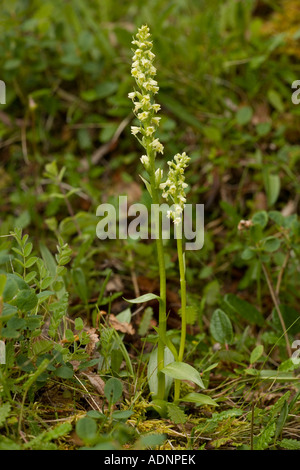 Small white orchid Pseudorchis albida Leucorchis albida Scotland Stock Photo