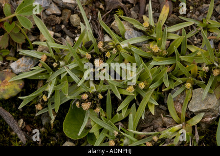 Dwarf cudweed, Gnaphalium supinum, Omalotheca supina, very rare in UK Stock Photo