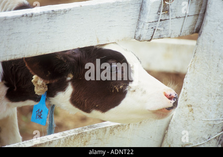 Taiwan Holstein Dairy Calf Looking Through Farm Fence Taitung Republic of China Stock Photo