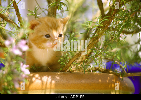 Ginger Kitten Stock Photo