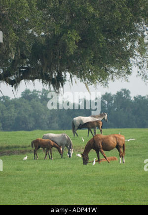 Thorougbred Mares And Foals Graze Under Spreading Live Oak Tree Ocala 