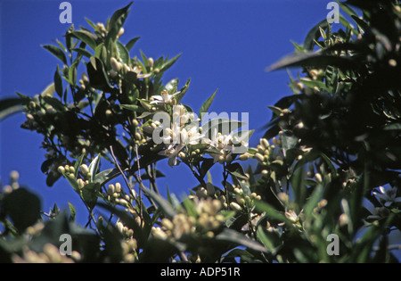 Orange blossom on tree branch detailed against sunny clear blue sky in citrus grove Apulia Italy Stock Photo