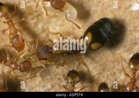 Pharaohs Ants Monomorium pharaonis on timber with larvae Stock Photo