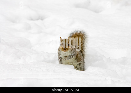 Grey squirrel in snow on Hampstead Heath North London United Kingdom Stock Photo